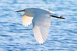 Snowy Egret In Flight_25676